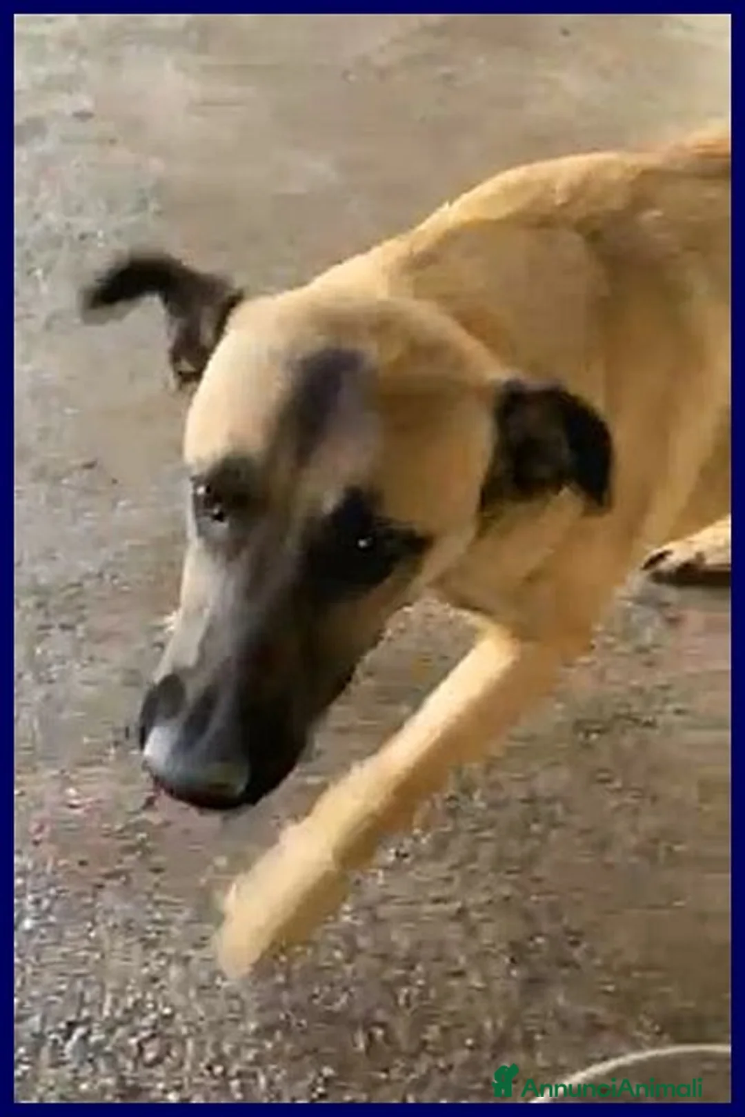 Meticcio cani in regalo: KETCHUP  gioioso e socievole - Annuncio 2