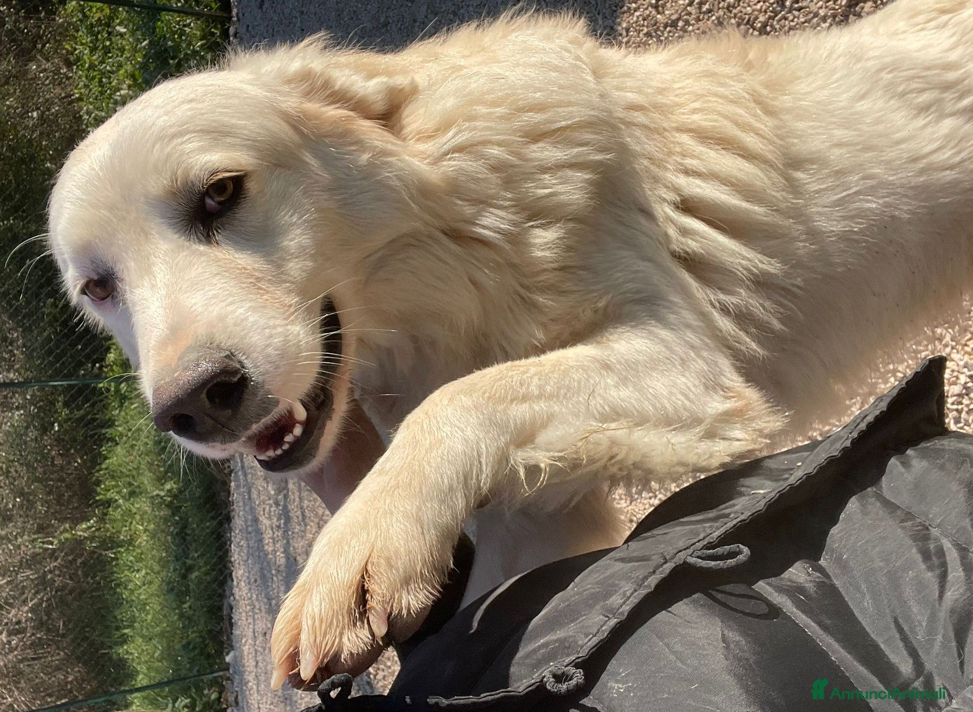 Meticcio cani MORBIDO BELLO E DOLCE : ADOTTAMI - Annuncio 2