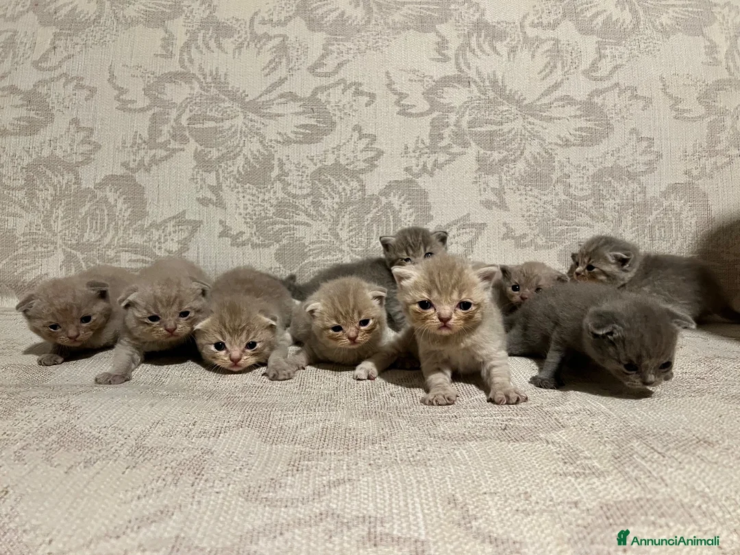 British gatti in vendita: gattini Scottish Fold e British Shorthair a Provincia di Padova - Annuncio 9