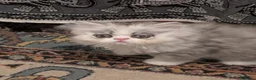 Persiano gatti in vendita: Splendidi Cuccioli di Persiano - Annuncio 6