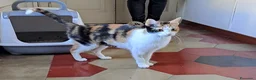 Europeo gatti in regalo: STELLINA, dolcissima micina in adozione! - Annuncio 2