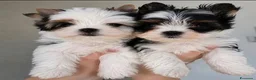 Yorkshire cani in vendita: Adorabili Yorkshire Terrier maschi - Annuncio 6