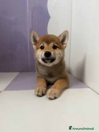 Shiba Inu cani - Annuncio 3