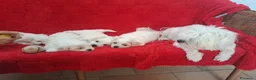 Maltese cani in vendita: Vendo cuccioli maltese - Annuncio 2