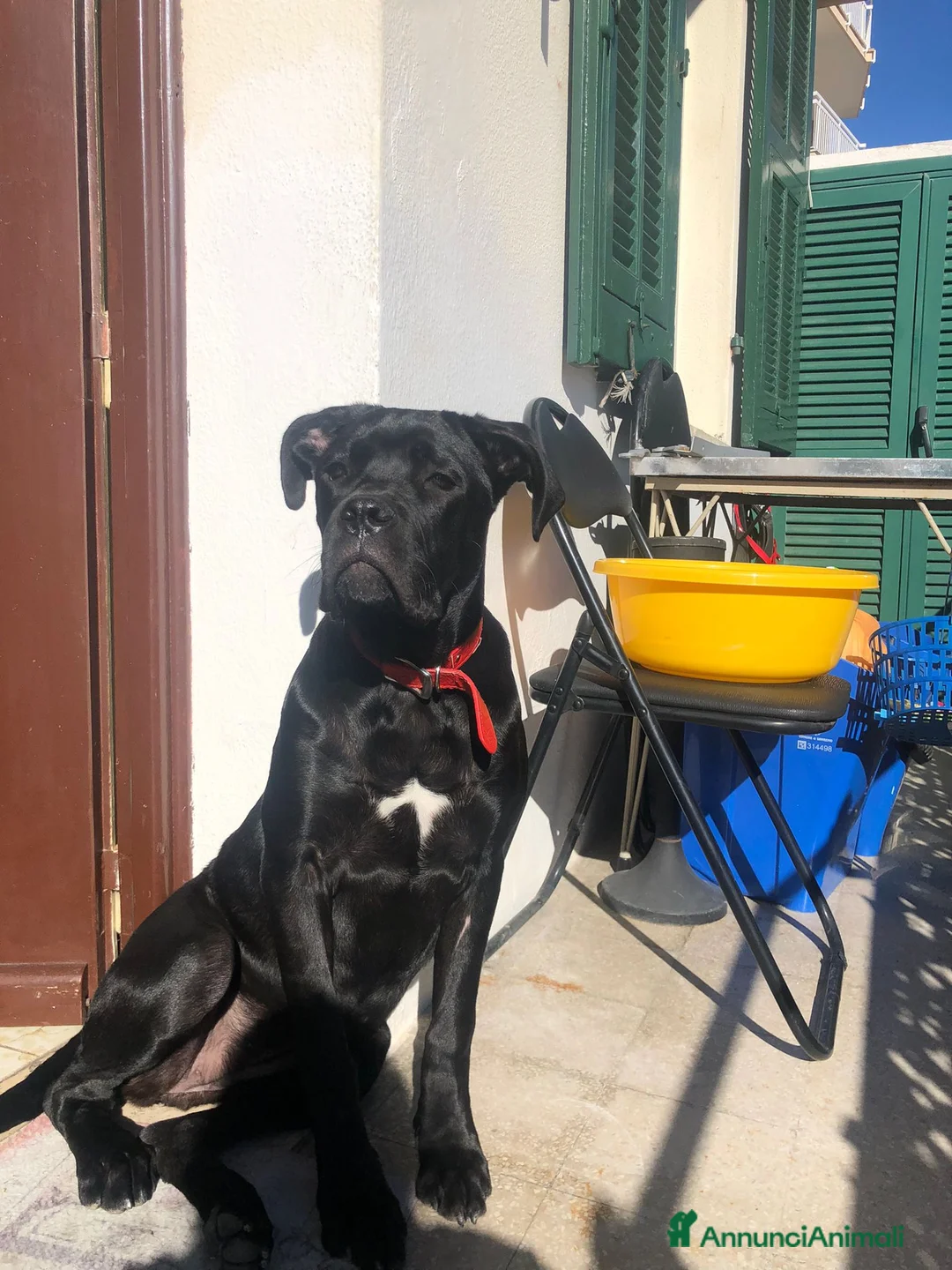 Cane Corso cani in vendita: Ultimo cucciolo  - Annuncio 1