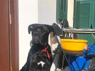Cane Corso cani Ultimo cucciolo - Annuncio 1