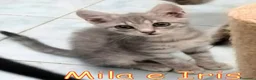 Europeo gatti in regalo: MILA E IRIS GATTINE DI DUE MESI - Annuncio 5