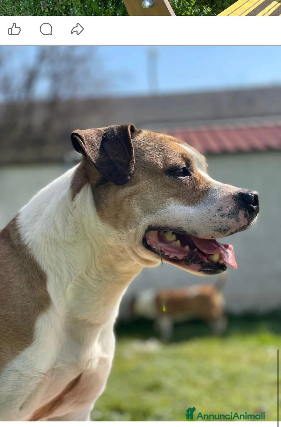 Meticcio cani in regalo: GOLD BELLISSIMO AMSTAFF - Annuncio 2