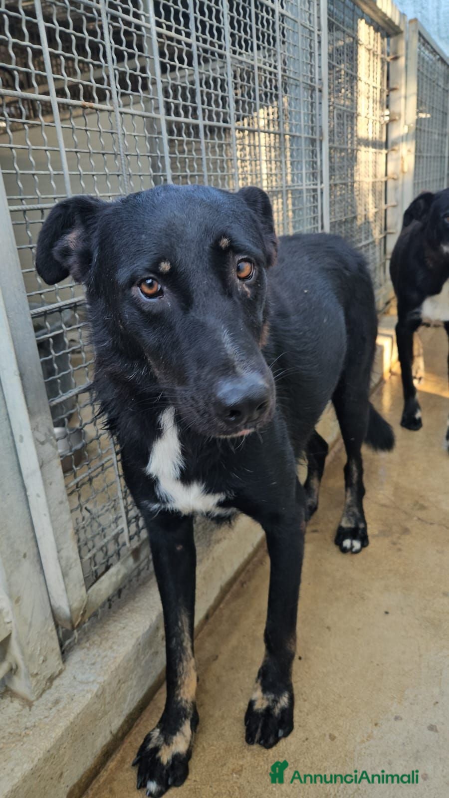 Meticcio cani Carlo: 2 anni, taglia media, docile e riservato  - Annuncio 34