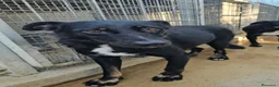 Meticcio cani in regalo: Carlo: 2 anni, taglia media, docile e riservato  - Annuncio 1