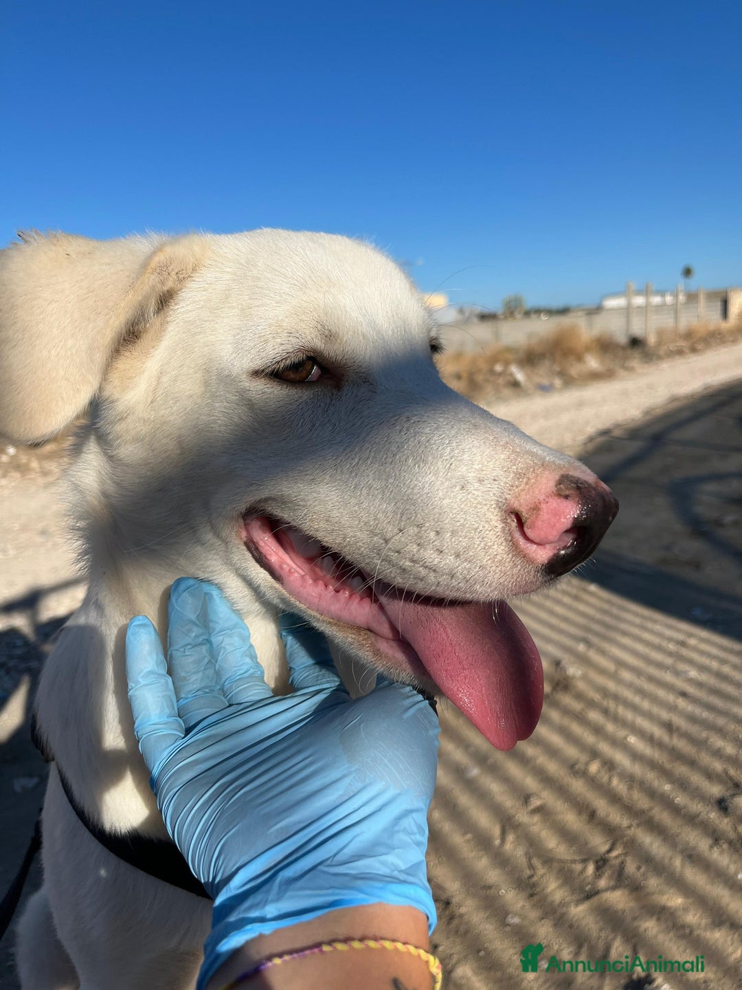 Altre razze cani in regalo: CHUCK – Cucciolo buono e socievole - Annuncio 3