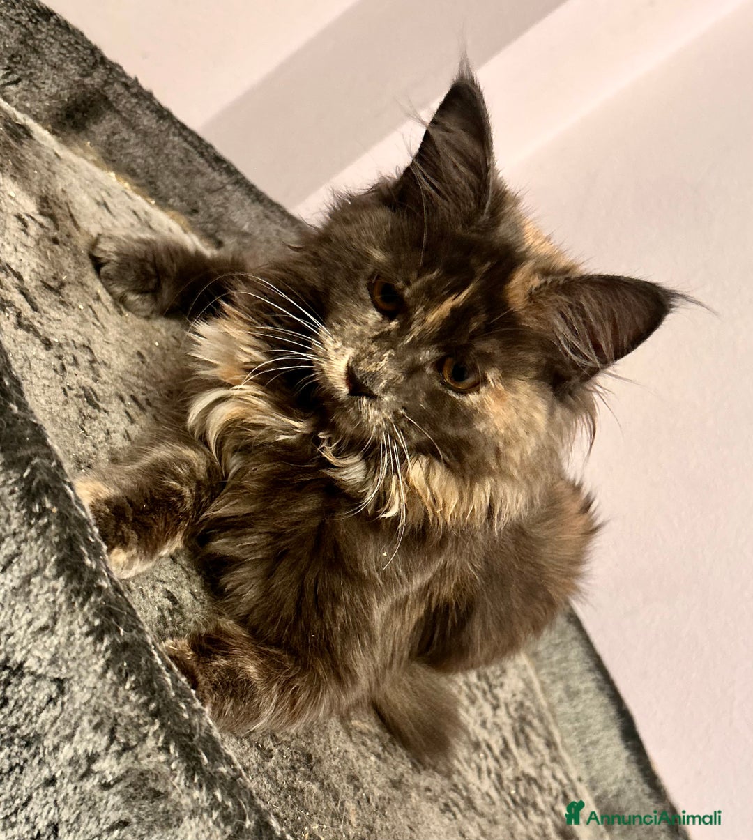Maine Coon gatti in vendita: Cuccioli Maine Coon - Annuncio 8