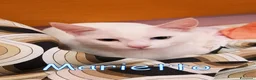 Europeo gatti in regalo: MARIETTO DOLCISSIMO GATTINO - Annuncio 4