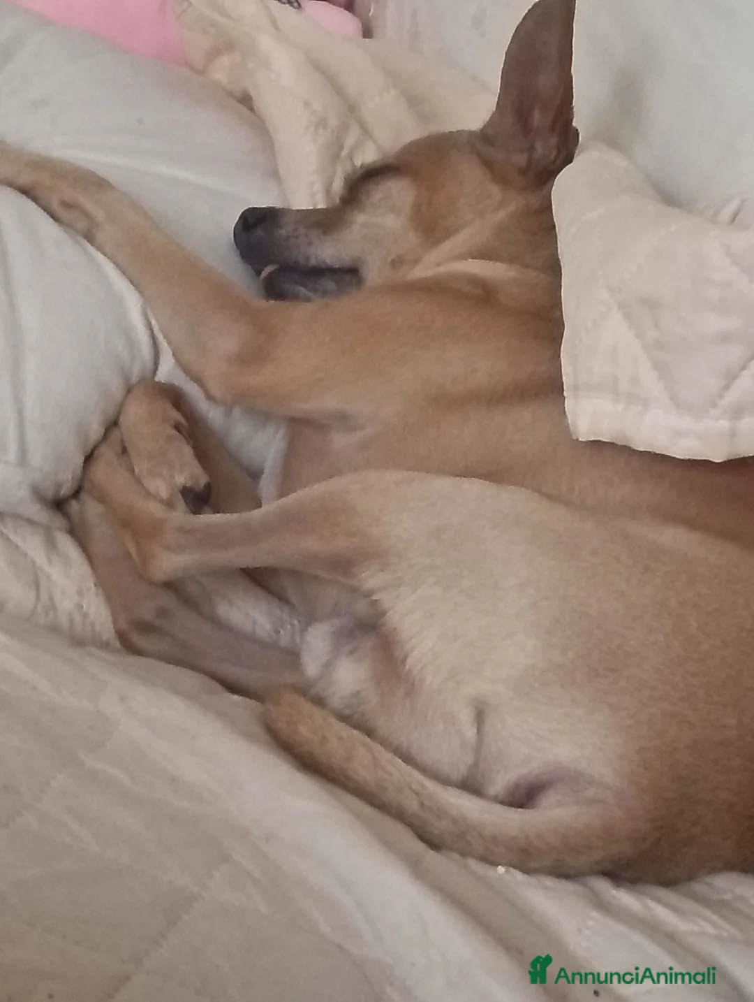 Pinscher Miniatura cani per accoppiamento: Cerco fidanzata per la mia prima volta  - Annuncio 2