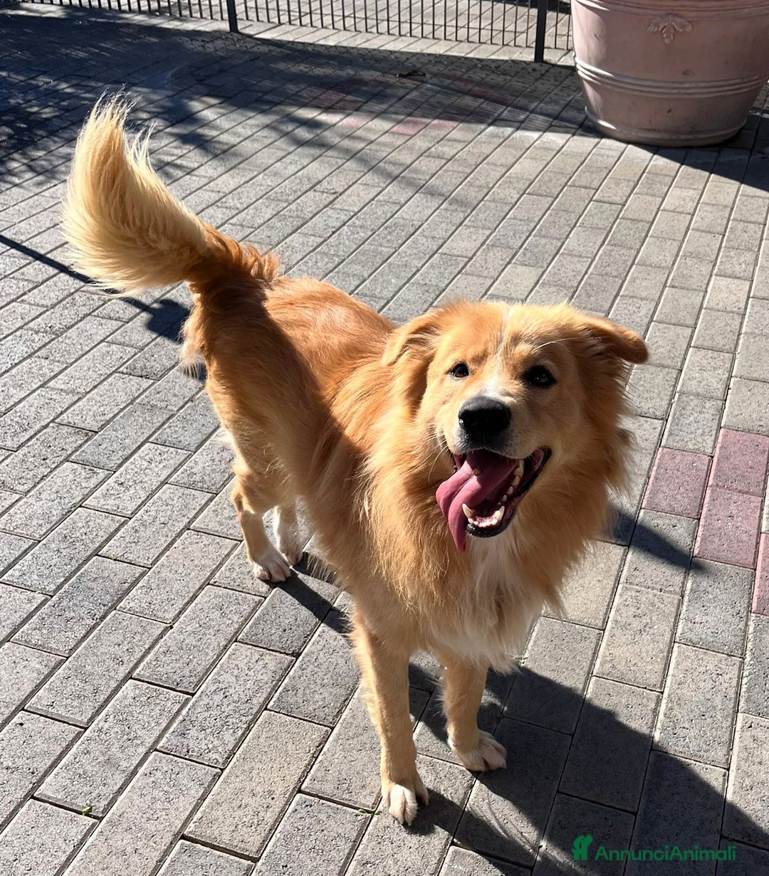 Meticcio cani in regalo: DIOR CAGNOLINO FULVO - Annuncio 4