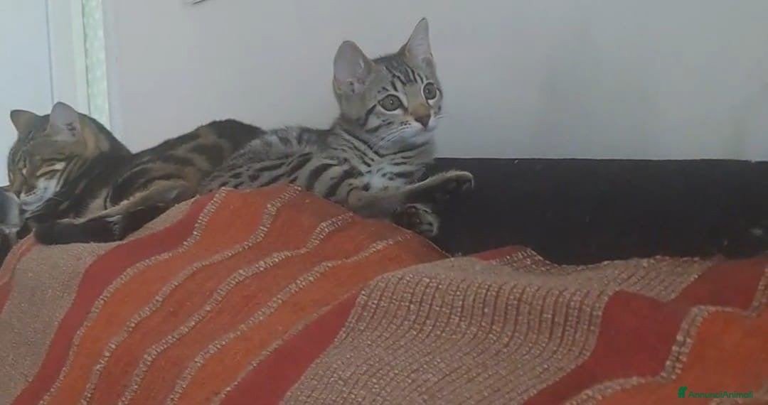 Bengala gatti in vendita: Gattino maschio di razza bengala a Provincia della Spezia - Immagine 6