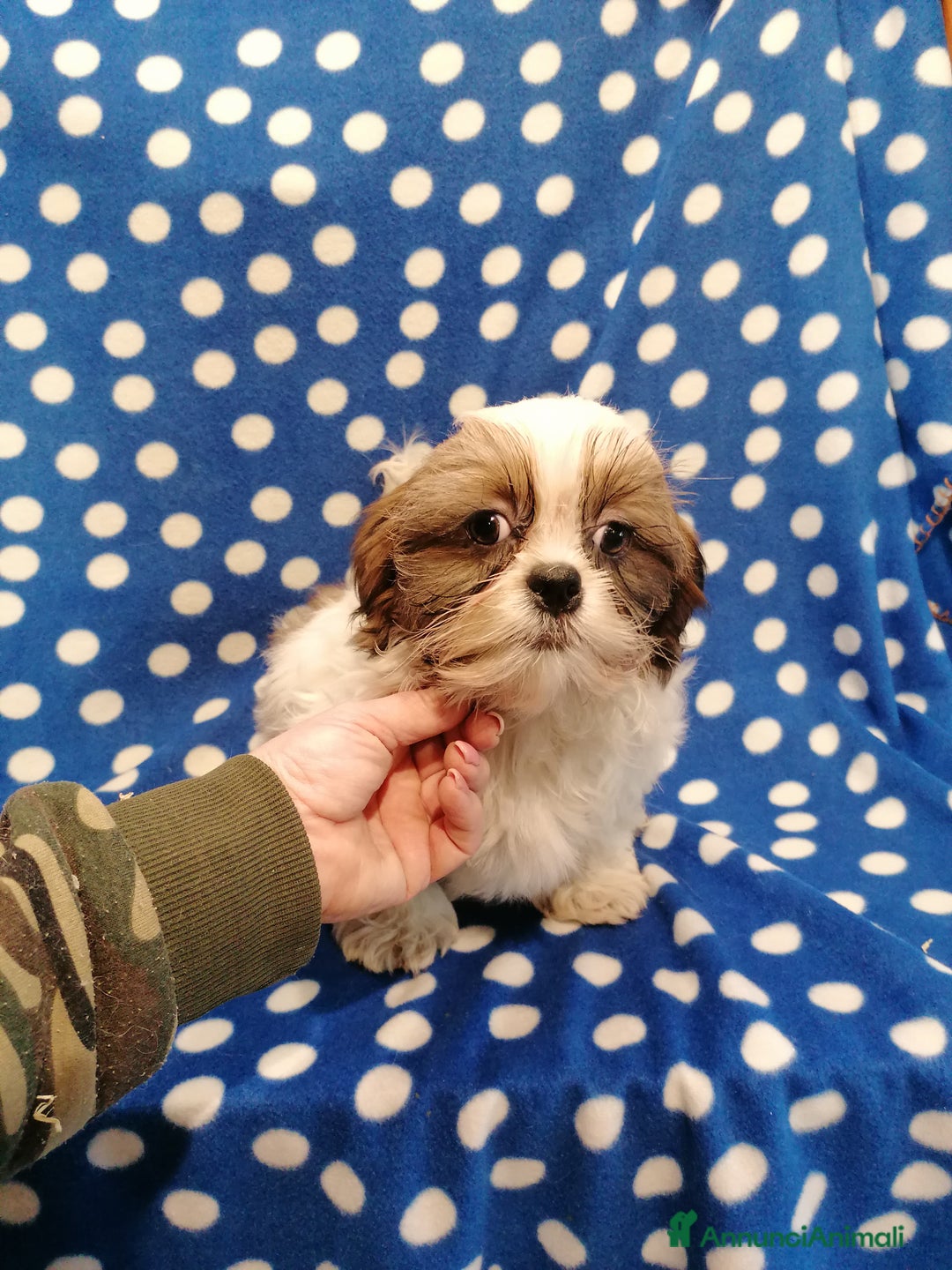 Shih Tzu cani in vendita: Shih Tzu cuccioli piccoli - Annuncio 9