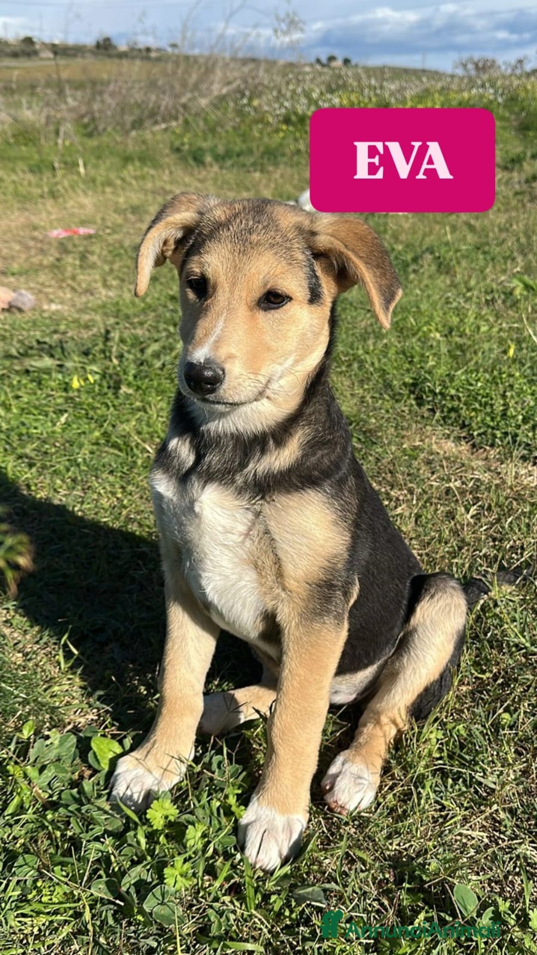 Meticcio cani in regalo: Eva cerca casa - Annuncio 1