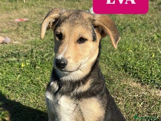 Meticcio cani Eva cerca casa - Annuncio 6