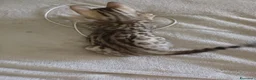 Bengala gatti in vendita: Gatto del Bengala  - Annuncio 9