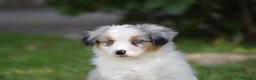 Miniature American Shepherd cani in vendita: MINIATURE AMERICAN SHEPHERD - Annuncio 19