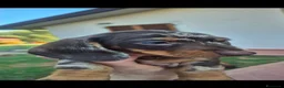 Bassotto cani in vendita: Bassotti  - Annuncio 2