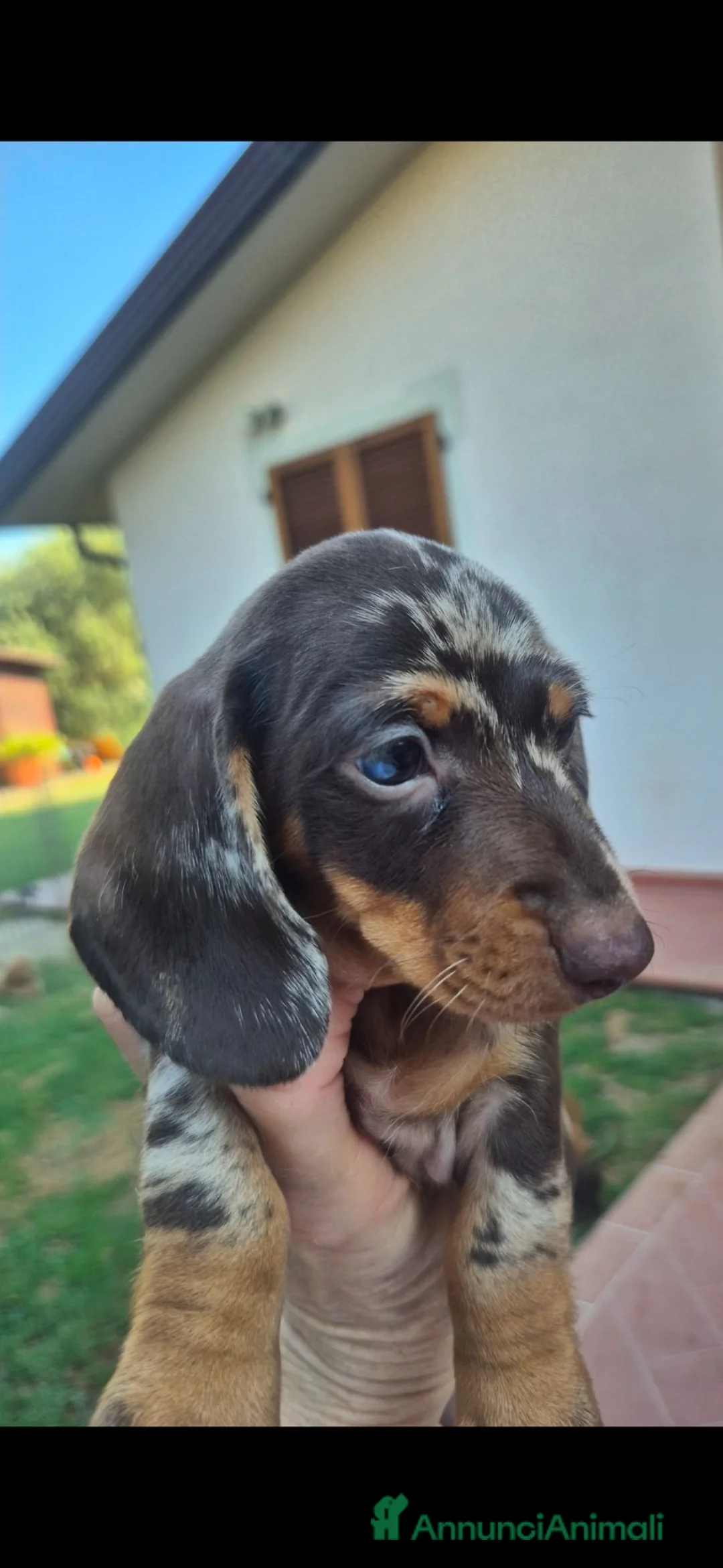 Bassotto cani in vendita: Bassotti  - Annuncio 2