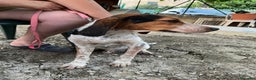 Meticcio cani in regalo: Mix Beagle 2anni kg12aspetta ancora.ok gatti.SICIL a Città metropolitana di Milano - Annuncio 5