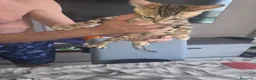 Bengala gatti in vendita: Vendita Cucciolo Bengala  - Annuncio 4