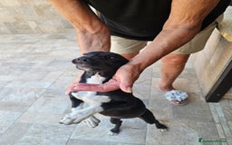 Meticcio cani in regalo: Beatrice: cucciolotta taglia contenuta socievole  a Città Metropolitana di Genova - Immagine 5