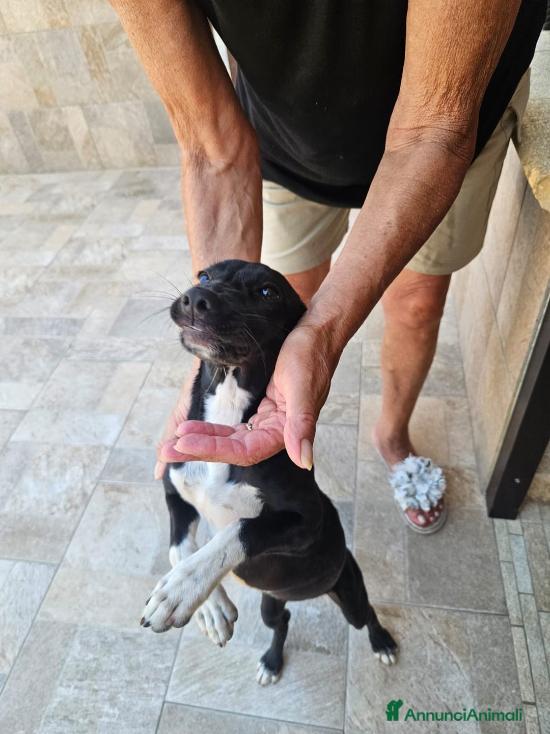 Meticcio cani in regalo: Beatrice: cucciolotta taglia contenuta socievole  a Città Metropolitana di Genova - Immagine 5