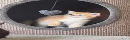Scottish gatti in vendita: Cuccioli Scottish Straight Golden Pedigree ENFI a Città metropolitana di Milano - Annuncio 16