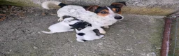 Jack Russell cani in vendita: Cuccioli di jack Russell  a Provincia di Potenza - Annuncio 3