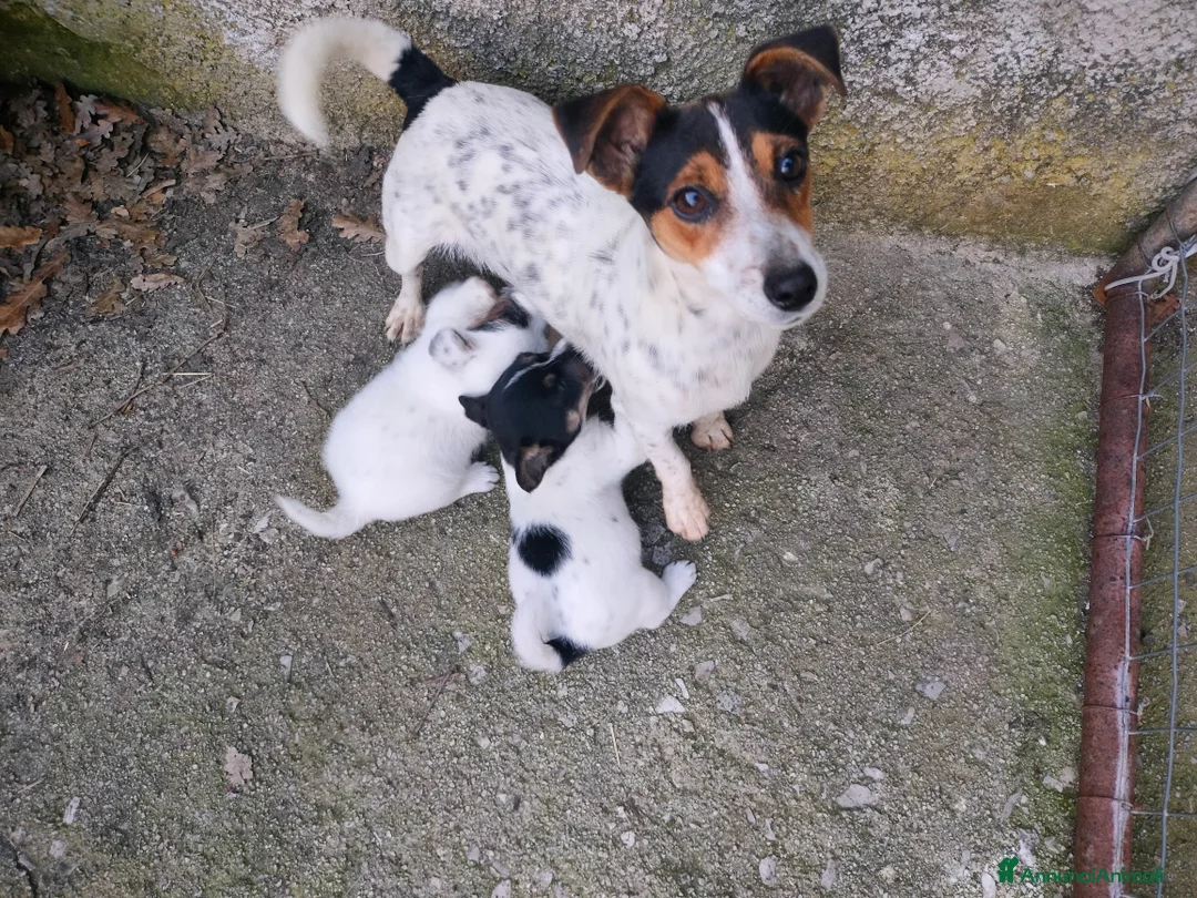 Jack Russell cani in vendita: Cuccioli di jack Russell  a Provincia di Potenza - Annuncio 3