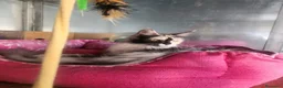 Maine Coon gatti in vendita: Maine coon  - Annuncio 5