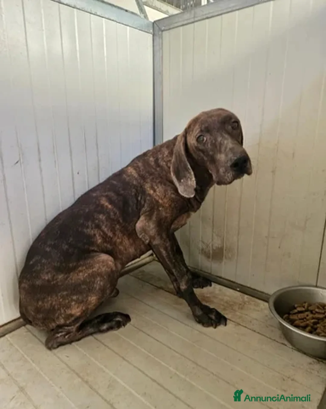 Segugio cani in regalo: Michele: timido segugio dolcissimo con tutti  - Annuncio 7