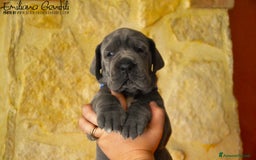 Alano cani in vendita: Cuccioli alani blu - Immagine 4