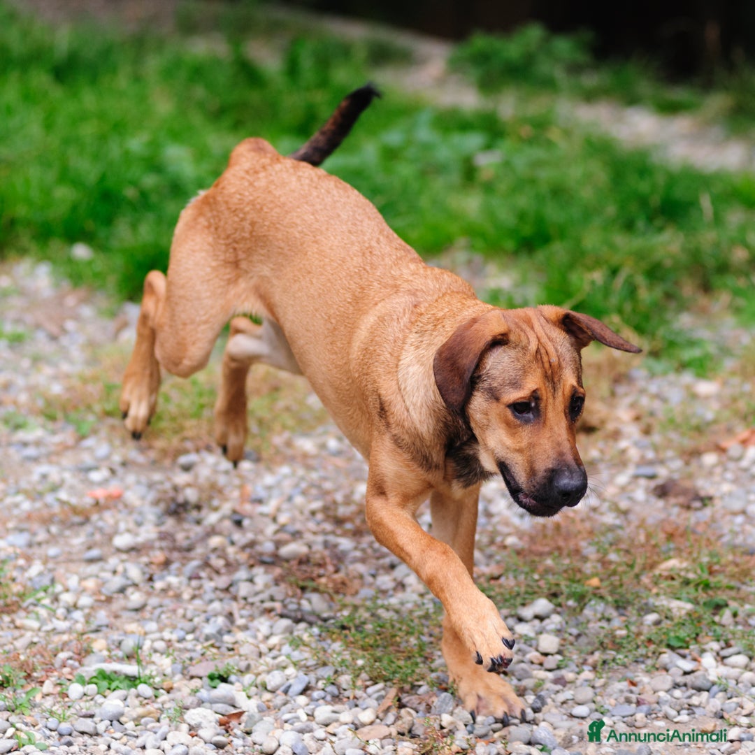 Altre razze cani in regalo: desy  - Annuncio 1