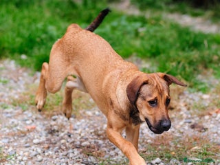 Altre razze cani desy - Annuncio 20