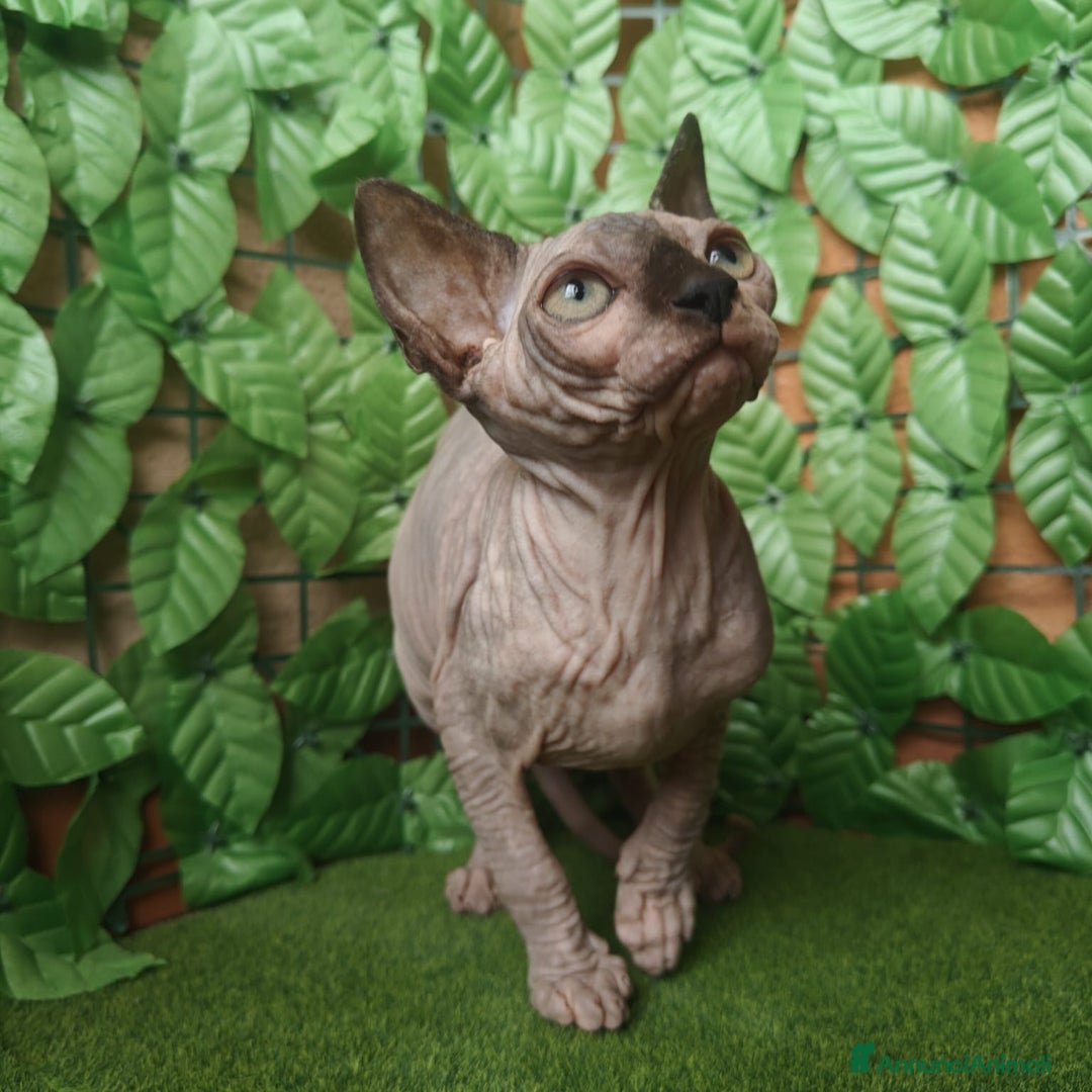 Sphynx gatti in vendita: Cucciola di canadian sphynx - Annuncio 6