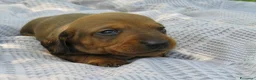 Bassotto cani in vendita: Bassotti nani a pelo corto a Provincia di Lucca - Annuncio 4