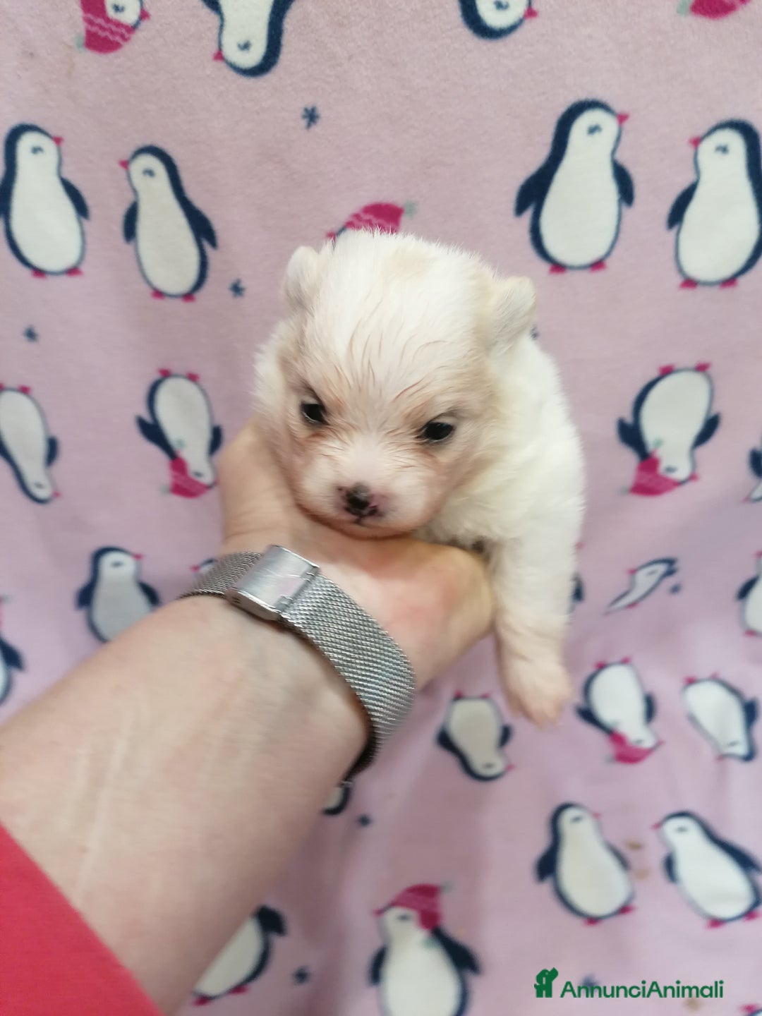 Volpino Pomerania cani in vendita: Volpino Pomerania  - Annuncio 4