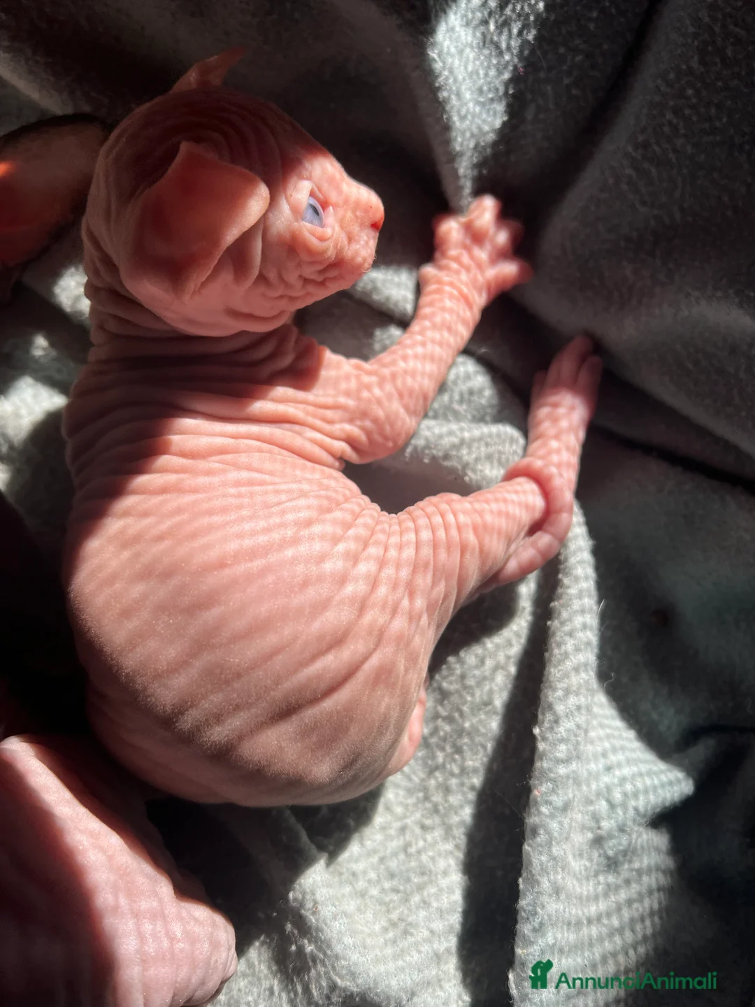 Sphynx gatti in vendita: Sphynx  a Città metropolitana di Roma Capitale - Annuncio 4
