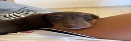 Bassotto cani in vendita: Bassotto a pelo lungo focato  a Provincia di Barletta-Andria-Trani - Annuncio 4
