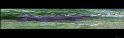 Certosino gatti in vendita: CUCCIOLI DI CERTOSINO PURISSIMI  - Annuncio 10