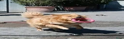 Meticcio cani in regalo: DIOR CAGNOLINO FULVO - Annuncio 6