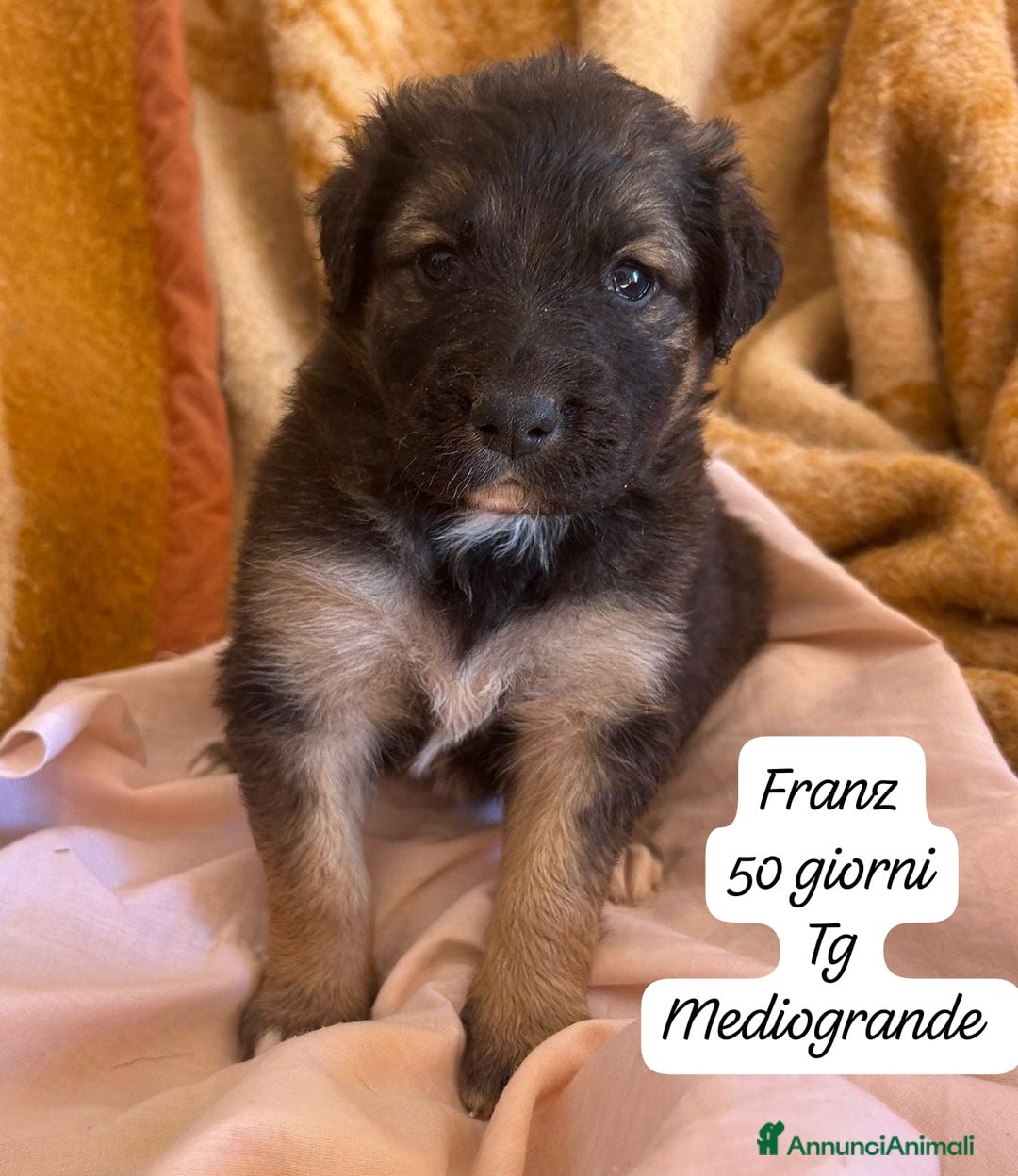Meticcio cani in regalo: Meticci dimenticati da tutti  - Annuncio 2