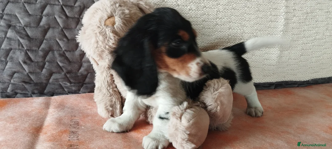 Bassotto cani in vendita: Bassotto  - Annuncio 6