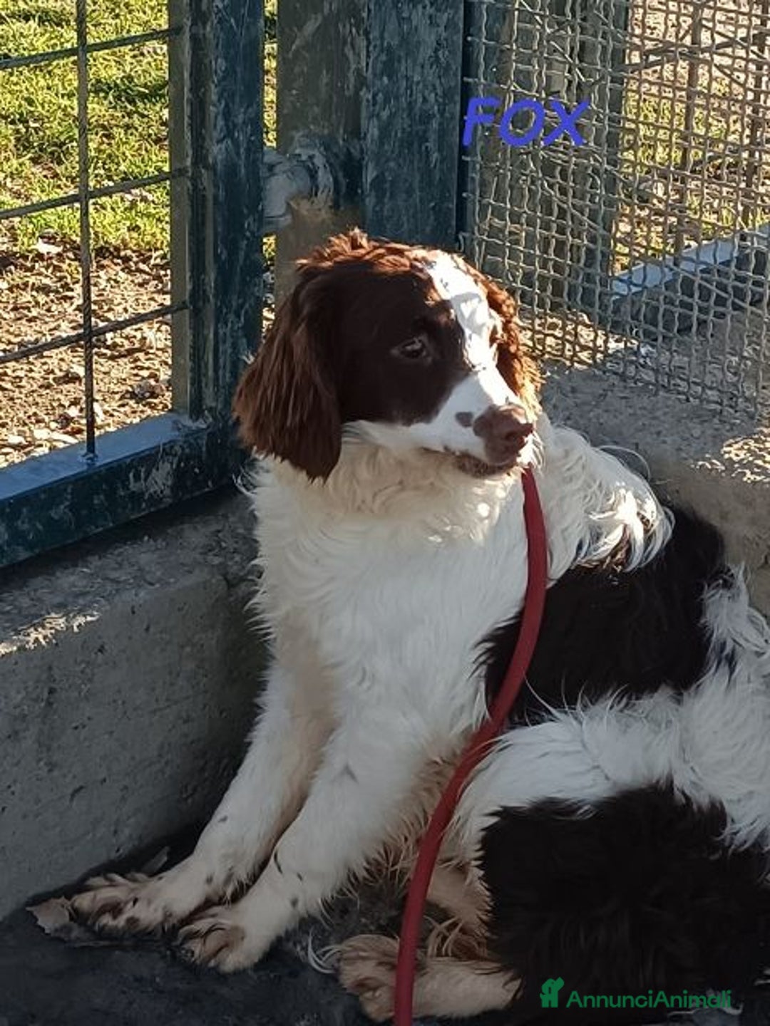 Meticcio cani in regalo: FOX timido mix springerino tg mediopicc. - Annuncio 2