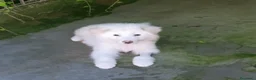 Pastore Abbruzzese Maremmano cani in regalo: Biribu scricciolo di maremmano - Annuncio 5